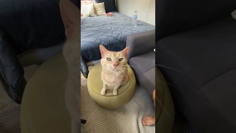 Cutest little cat meows