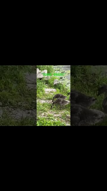 Baby Geese Come Ashore To Graze
