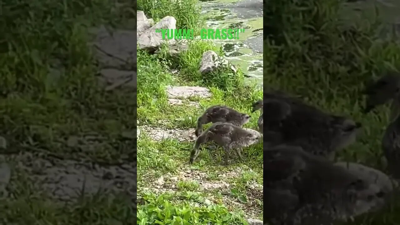 Baby Geese Come Ashore To Graze