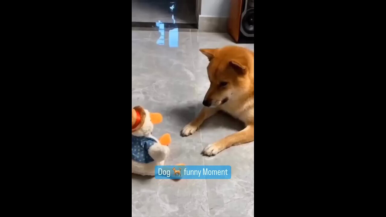 Funny Dog