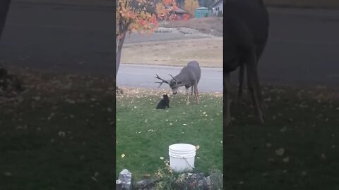 Cat Hunts Deer