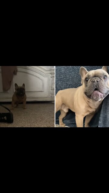 French Bulldog a nasty case of the zoomies