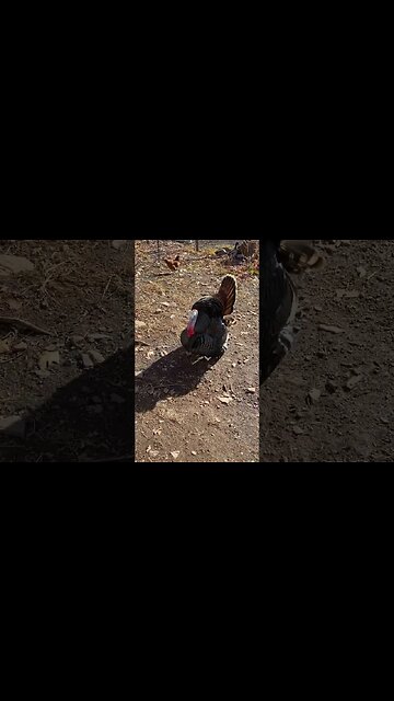 Sir Gobbles A Lot says have a Blessed and Happy Thanksgiving! 🦃 #homestead #turkey #thanksgiving