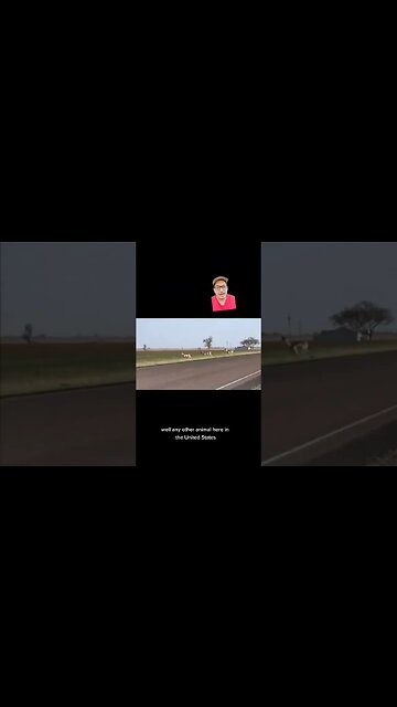 Big Cats are proficient Hunters