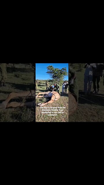 Vets Save Injured Giraffe #shorts | #shortsafrica