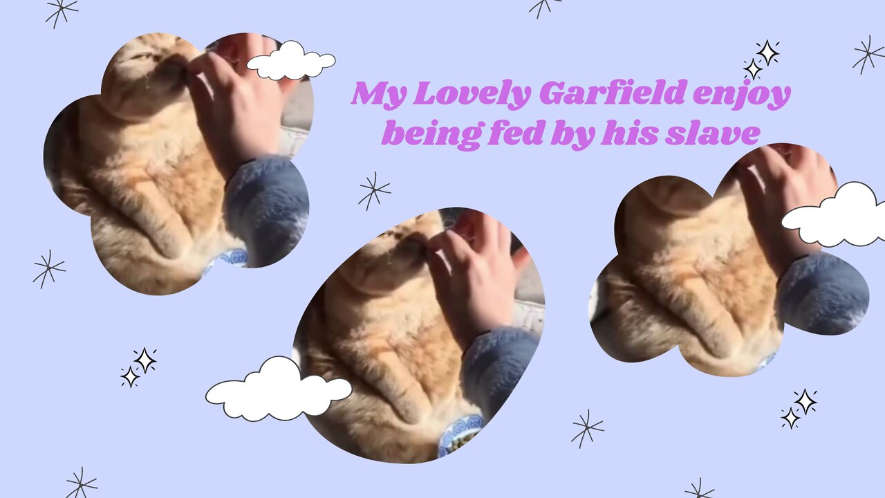 My lovely Garfield enjoy being fed by his slave