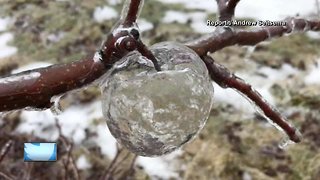 Ghost apples in Michigan