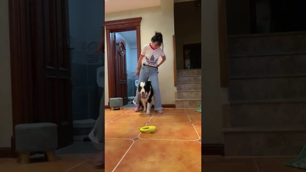 The Dog learns to dance with his master