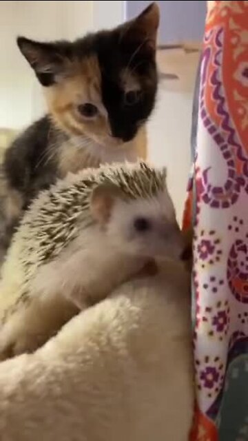 Kitten Meets New Pet Hedgehog For The Very First Time