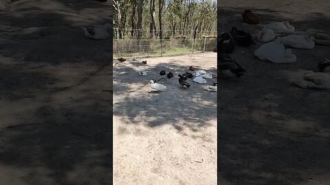 Ducks having a rest
