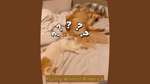 Funniest Animal Videos