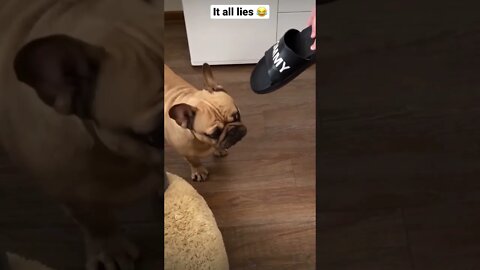 No bro it didn’t work 😂 #funny #shorts #viral #hype #dog #saintpee