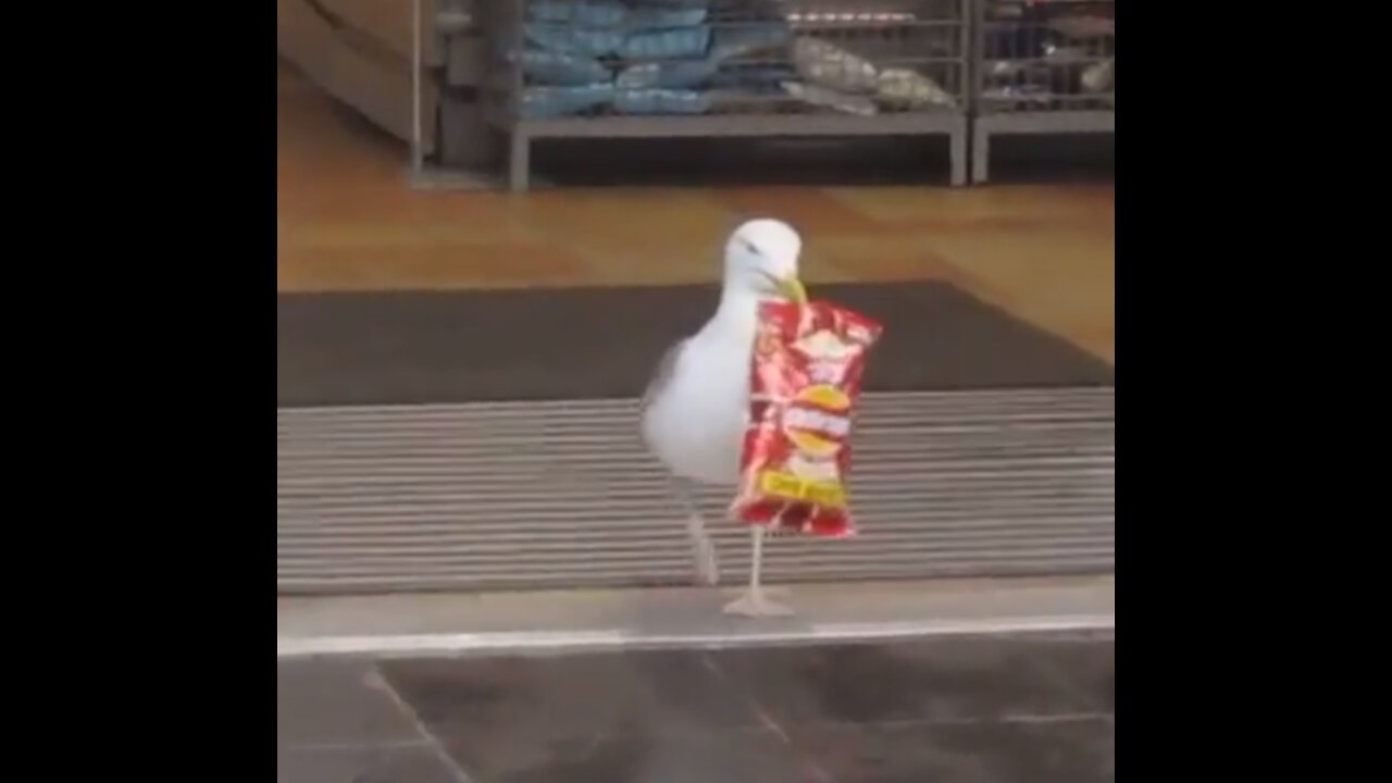 Will this Bird get Arrested for Shoplifting??