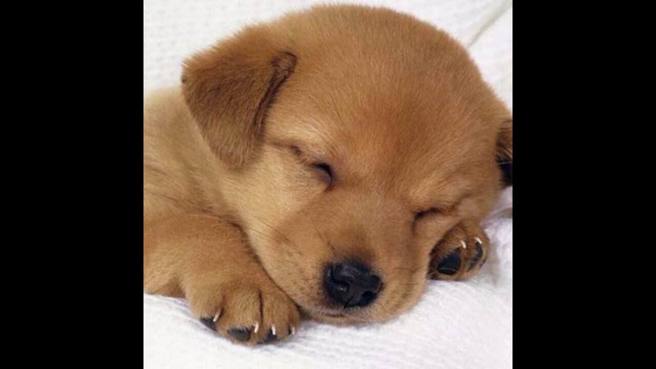 Cute Puppies 🐶 Cute, Funny and Smart Dogs Compilation #1
