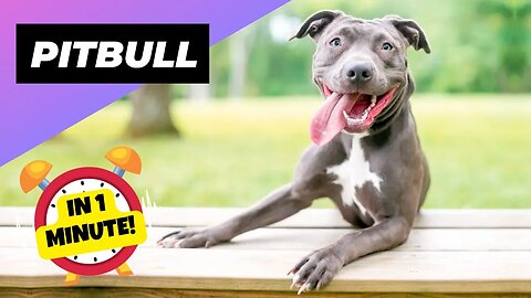 Pitbull - In 1 Minute! 🐶 One Of The Most Popular Dog Breeds In The World | 1 Minute Animals