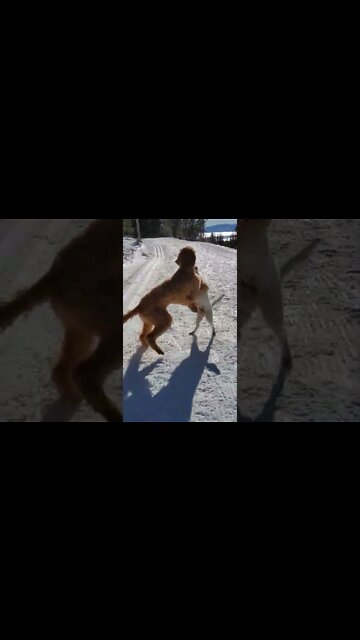 Ares and Ruby Jack Russell and Doodle in mt Rose cross country trail