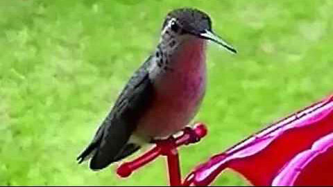 IECV NV #49 - 👀 Hummingbird At The Feeder Longer Version 🐥 6-5-2014