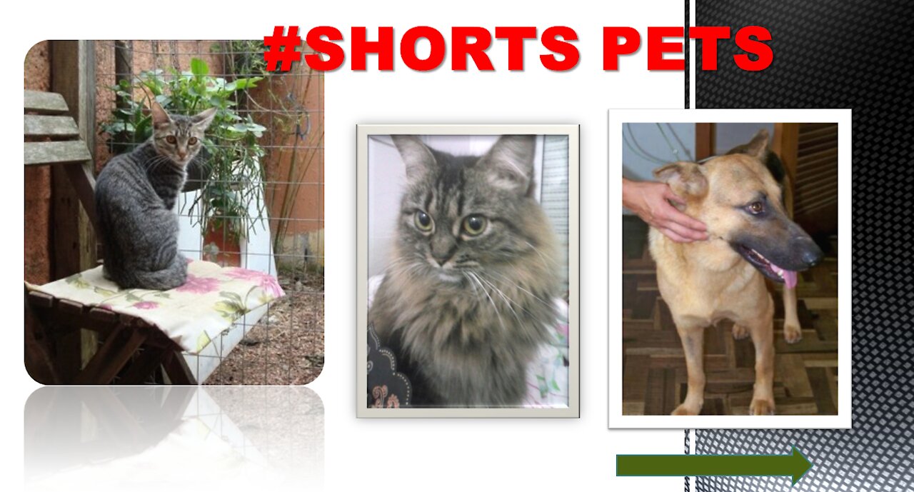 CÃES E GATOS ENGRAÇADOS | #SHORTS