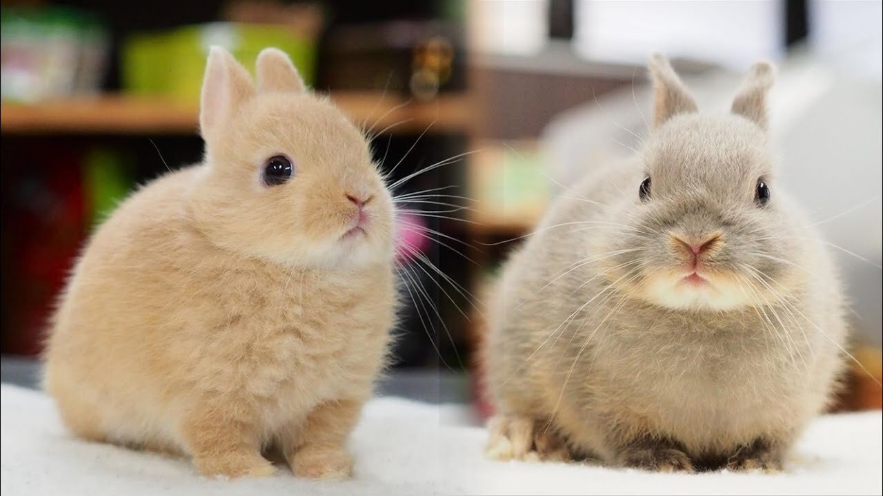 Netherland Dwarf Baby Bunny Rabbits - Netherland Dwarf Rabbit Babies