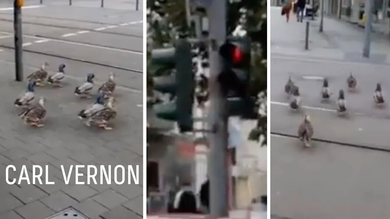 When birds are smarter than humans…