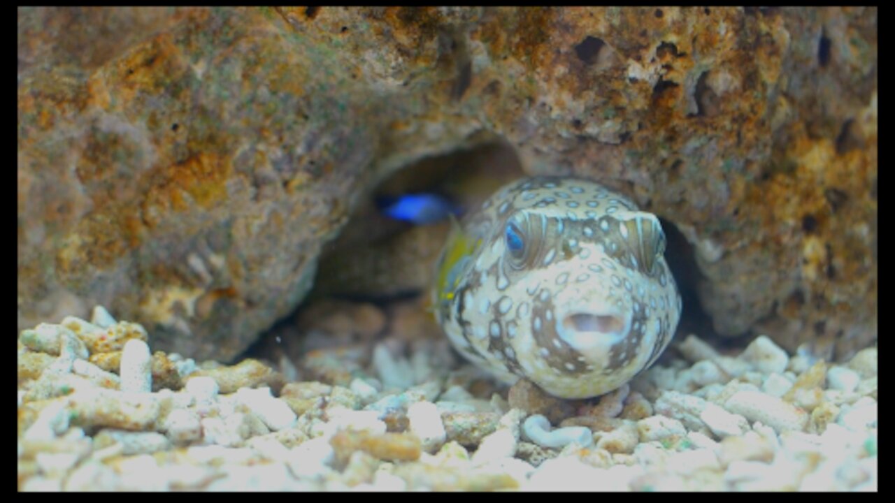 Watch and enjoy relaxing music with undersea fish