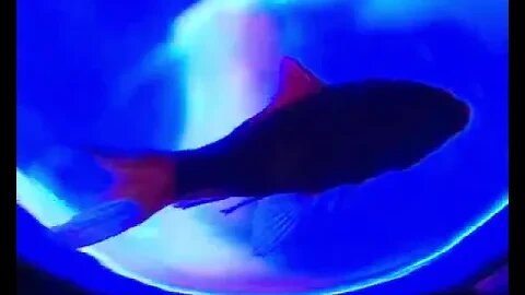Πυξ Λαξ - Υπάρχουν χρυσόψαρα εδώ ; - Official Music Video