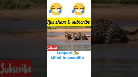 Leopard killed to cocodile #shorts #youtubeshorts