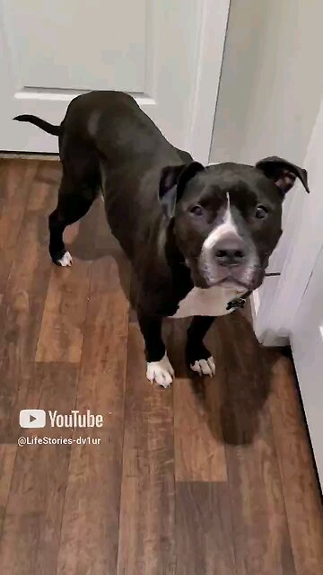 My dog's response #staffordshirebullterrier