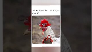 Chicken egg prices are so high!