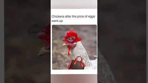 Chicken egg prices are so high!