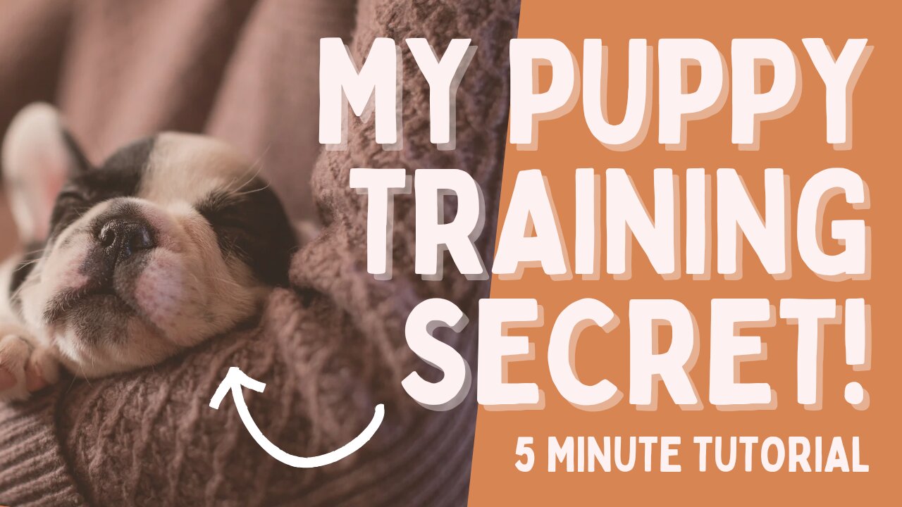 How to train your puppy