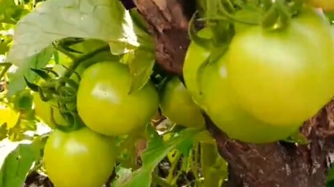 young tomatoes