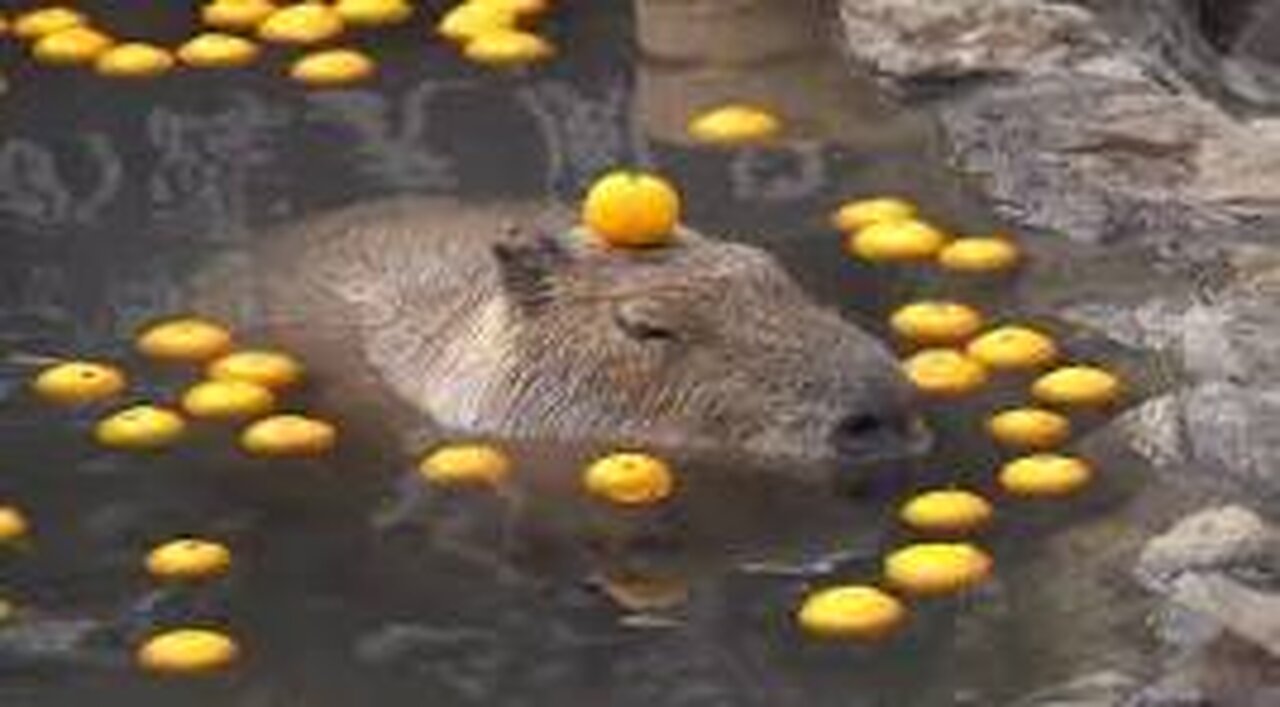 CAPYBARA AND MANDARIN ORANGE🍊