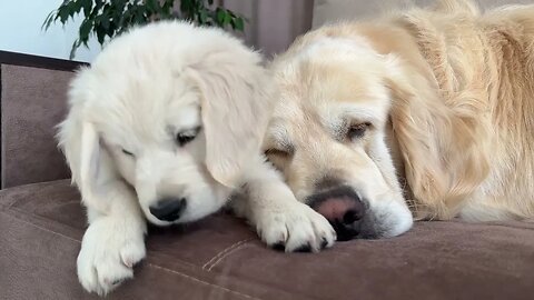 How a Puppy and a Golden Retriever Fight Against Sleep