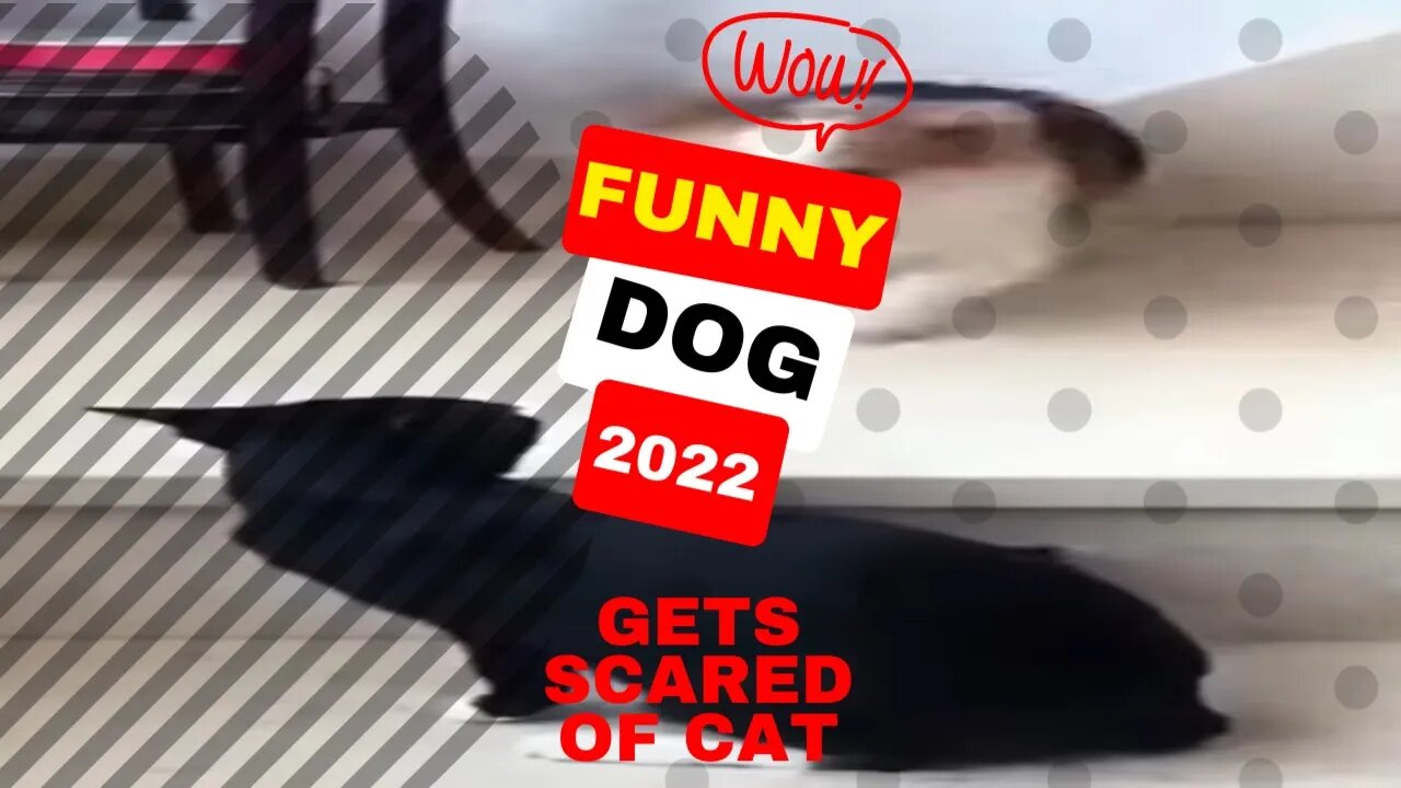 🤣Funny Dogs Get Scared of Cat 2022 Video Clips #shorts