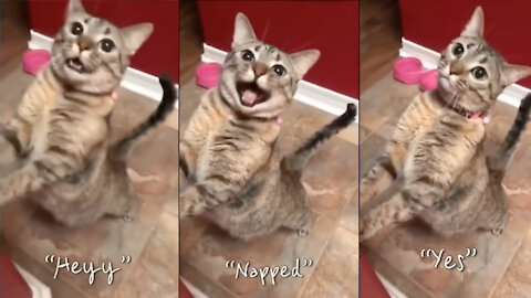 How do these cats speak english better than hooman??