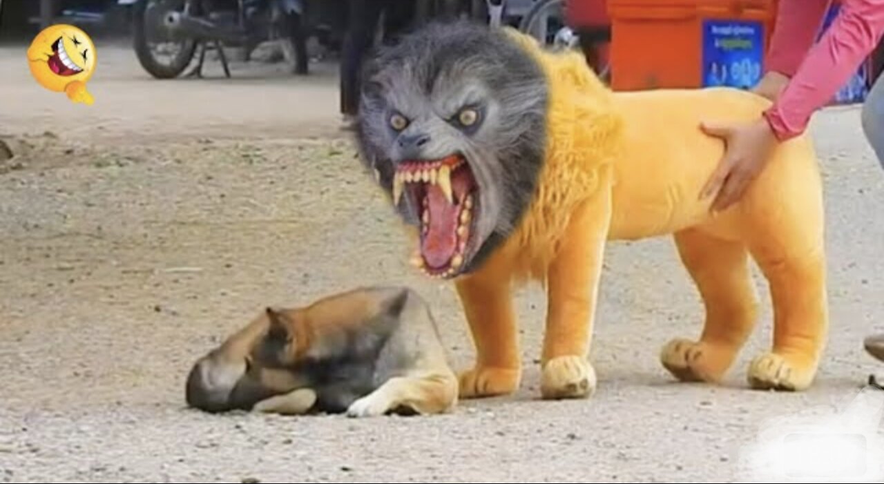 Troll Prank Dog Funny & Fake Lion & Fake Tiger Prank To dog & Huge Box Prank