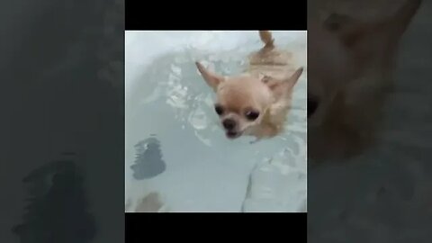 It's Not Just a 'Cute Chihuahua' -- You Won't Believe What it Does Next!