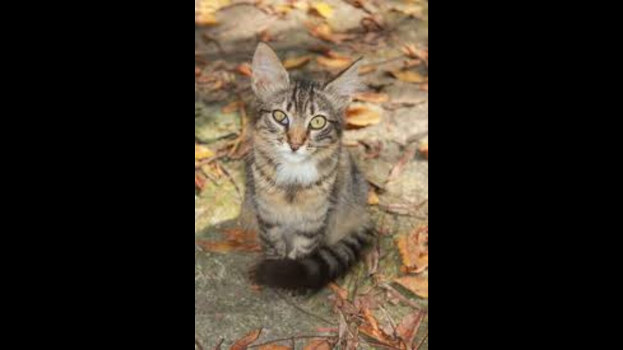 Kitten missing in the street and hungry