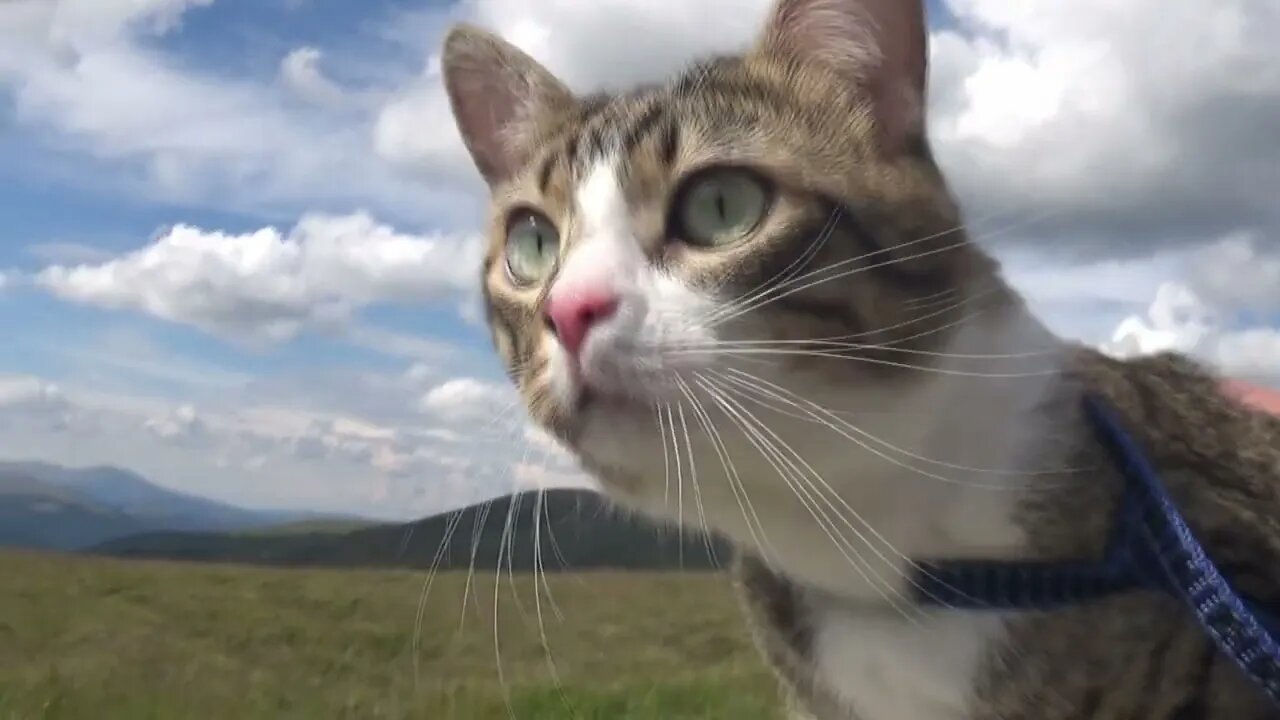 This Cat Loves Traveling With His Parents - Rudolph, the Cat