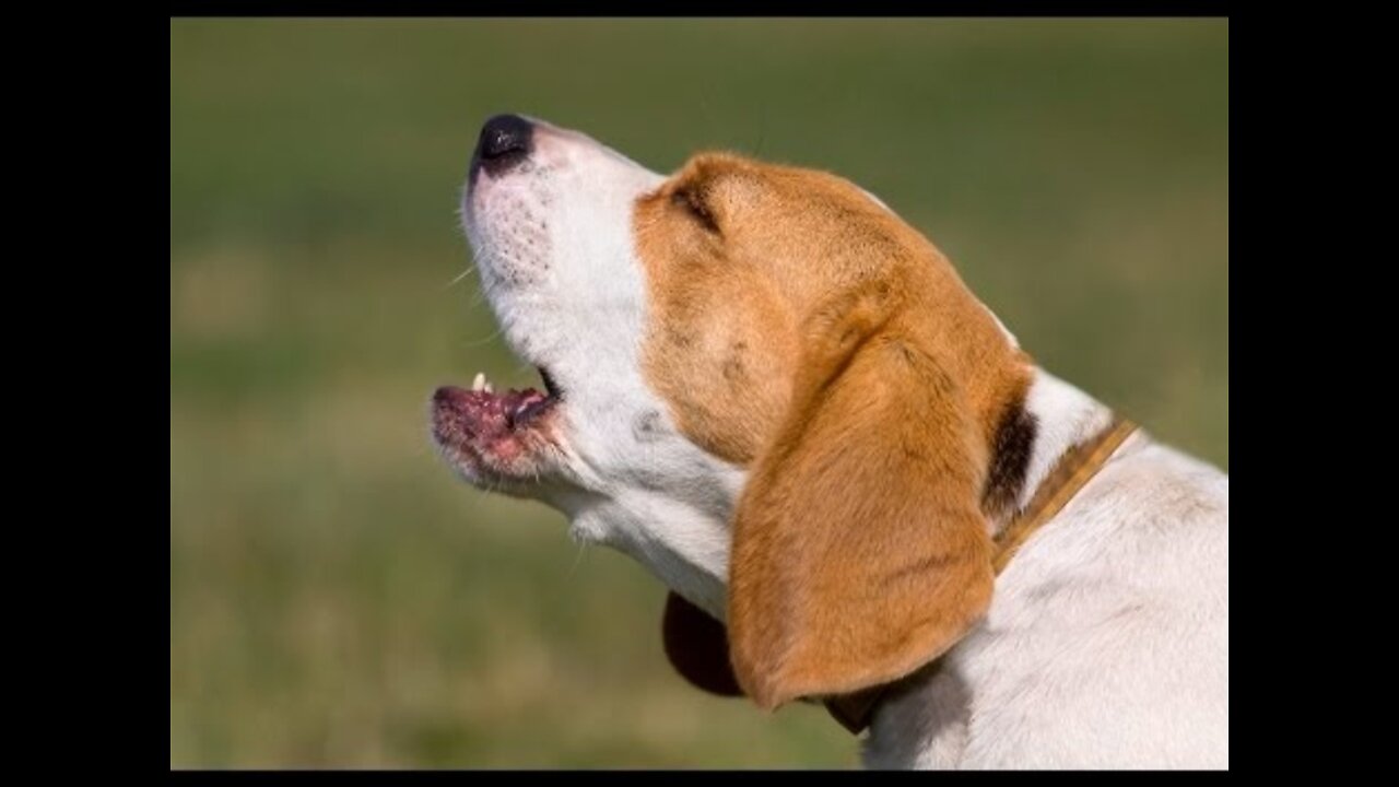 Top 10 dog barking videos