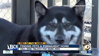 Pet of the Week: Big Joe