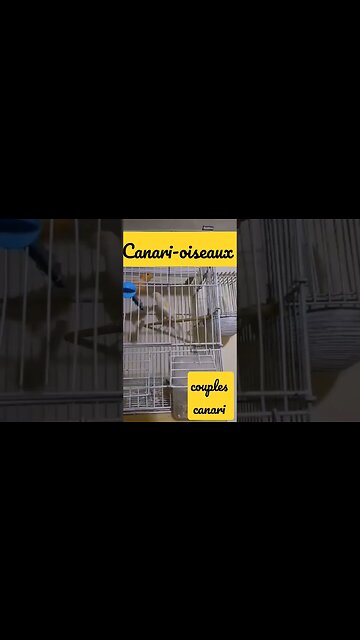 couple Canari-oiseau