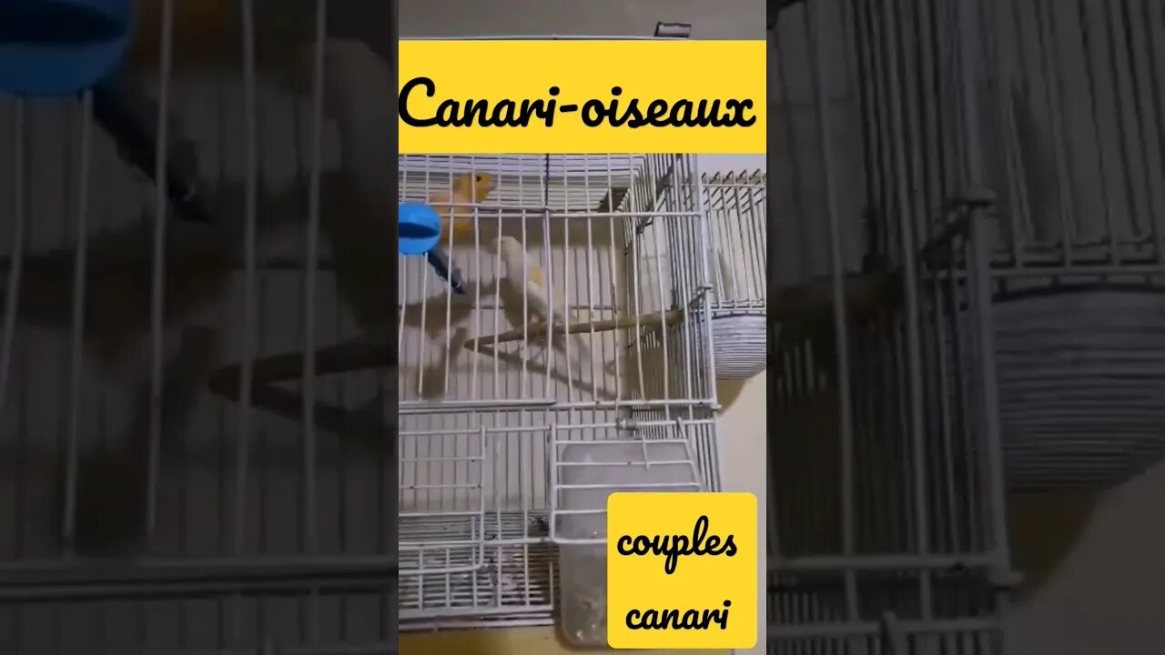 couple Canari-oiseau