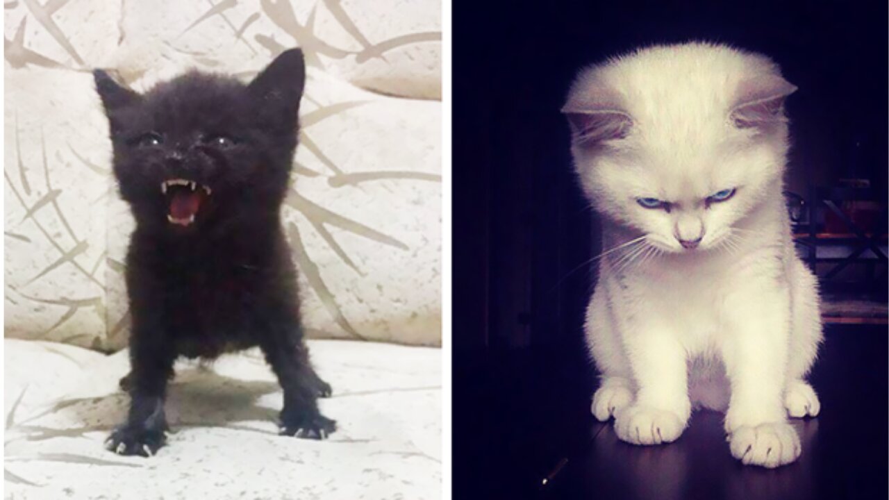 Meowing kitten Funny kitten video Cute kittens meowing compilation