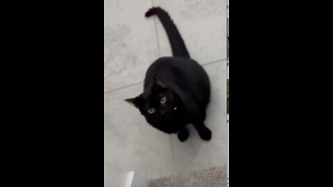 Adopting a Cat from a Shelter Vlog Precious Piper Waits For Me at the Bottom of the Stairs #shorts