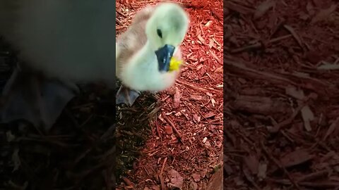 #babygoose #geese #farmanimals #cuteanimals #babyanimals #homesteading #farmlife #cute #adorable