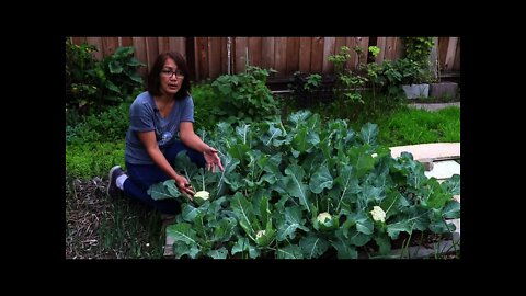 How to Harvest Broccoli and Cauliflower