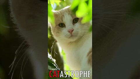 😼 #CATASTROPHE - The Tree Guardian: A Majestic Cat's Condescension from Above 🐈