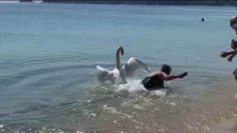 Protective swan pushes woman into sea
